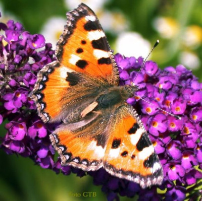Buddleia_mit_Falter_10012.jpg