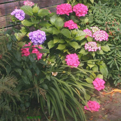 Bauernhortensie0011.jpg