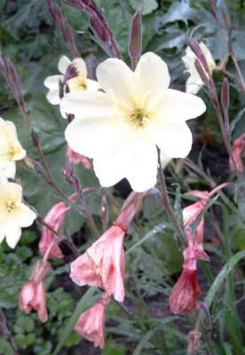 Oenothera_ApricotDelight1.jpg