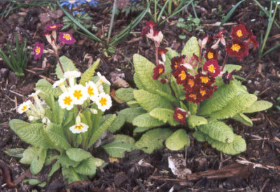 Primula_elatior_Hybriden.jpg