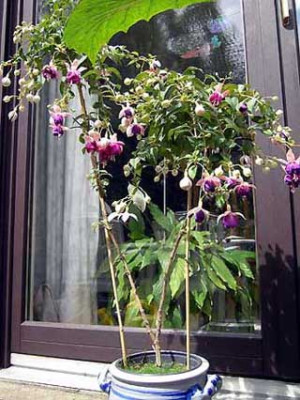 FuchsieY.jpg