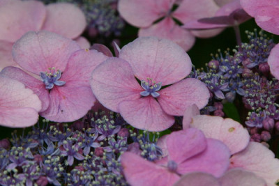 Hortensie-Aug-1.jpg