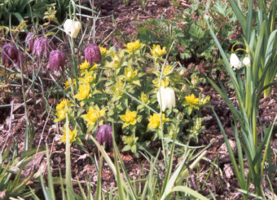 Schachbrettblumen_usw..jpg