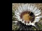 Carlina-acaulis.jpg