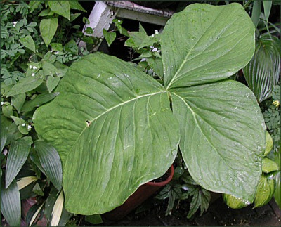 Arisaema_fargesii_Blatt.jpg