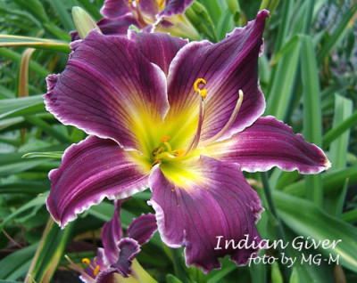 Imgp0909-IndGiver.jpg