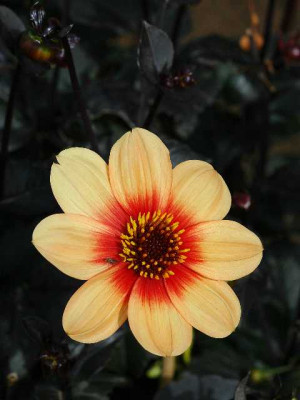 Dahlia_07-08-05.jpg