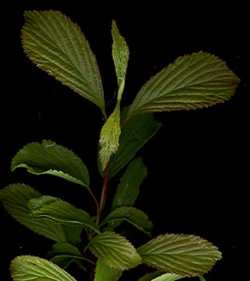 viburnum_nervosum.jpg