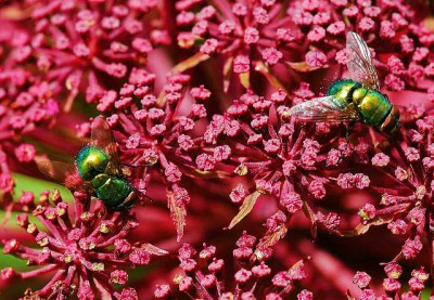 Engelswurz_-_Mit_Besuch_in_Grun_1_07-08-05.jpg