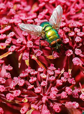 Engelswurz_-_Mit_Besuch_in_Grun_2_07-08-05.jpg