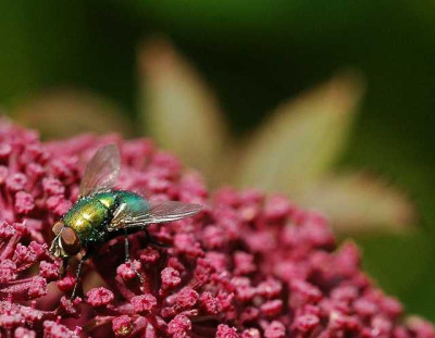 Engelswurz_-_Mit_Besuch_in_Grun_3_07-08-05.jpg
