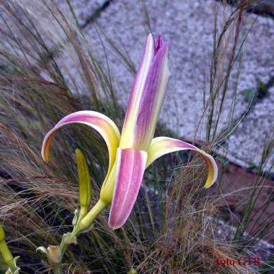 Winds_Of_Love_5005.jpg
