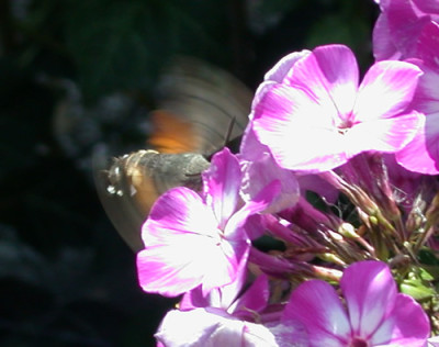 Taubenschwanzchen_an_Phlox_Laura_K_6884.jpg