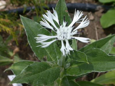 Berg-Flockenblume_Alba_S1_2054_92.jpg