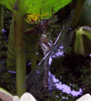libelle1.jpg