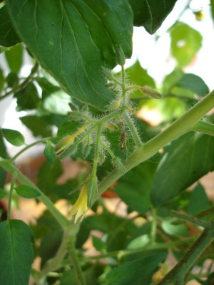 tomatenblverk..jpg