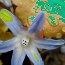 Chionodoxa.jpg