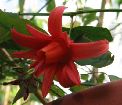 Murucuja.jpg