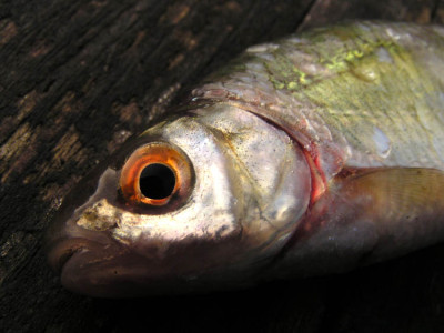 fischen_drei_rotauge.jpg