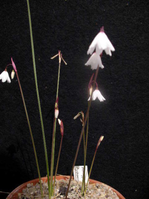 Leucojum_autumnale_var.oporanthum_2005-08-10.JPG