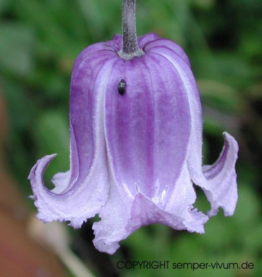 clematis_cylindrica2.jpg