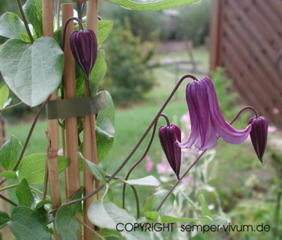 clematis_rouguchi2.jpg