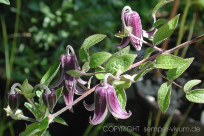 clematis_fascination.jpg