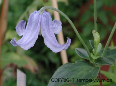 clematis_integrifolia_blauer_achat.jpg
