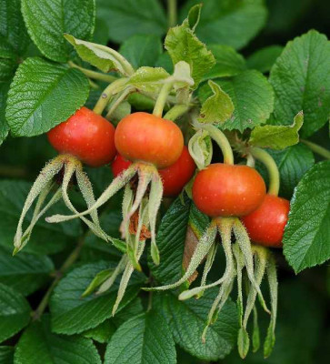 Rugosa_Hagebutten_07-08-05.jpg