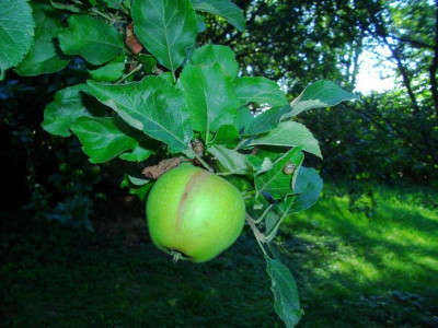 Apfel_Schnecke.JPG