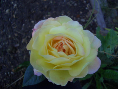 Rose876734.JPG