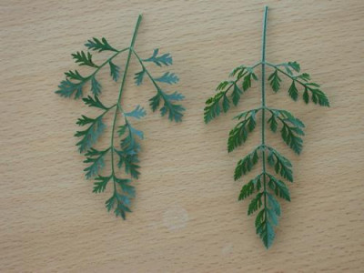 Wilde_Mohre__unbekannt_Blatt_6907_92.jpg