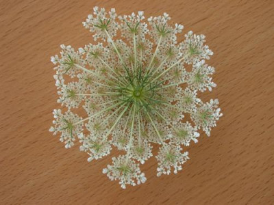 unbekannt_Dolde_unterseite_6918_88.jpg