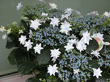 hydrangea_19.jpg