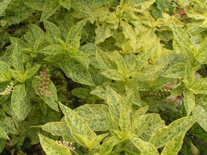 Phytolacca_acinos.jpg