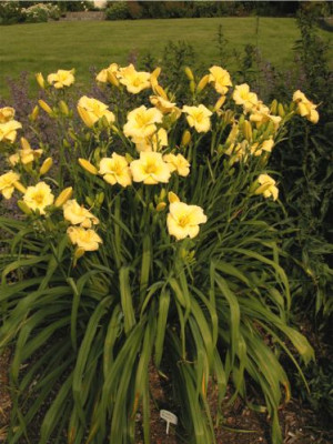 Hemerocallis.Yamashita.ganz.a.jpg