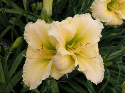 Hemerocallis.Yamashita.Bluete.a.jpg
