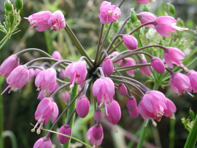 Allium_cernuum_Blute.jpg