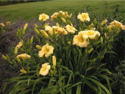 Hemerocallis.Yamashita.Knospen.jpg