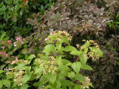 Azalee_im_Herbstgewand.jpg
