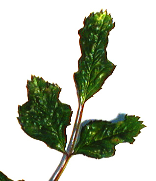 040419_Blattdetail_ohne_Sorte_von_oben.jpg