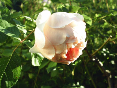 Rosa_Jude_The_Obscure_5.jpg