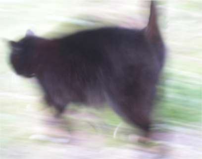 Kater.Miekesch.jpg