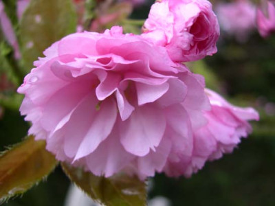garten13-180404-0061a.jpg