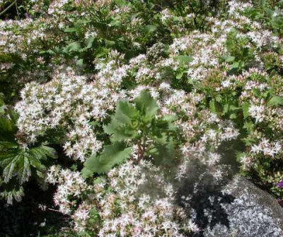 Sedum_populifolium_2005-08-12.JPG