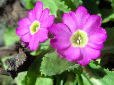 Primula_rosea_2005-08-12.JPG