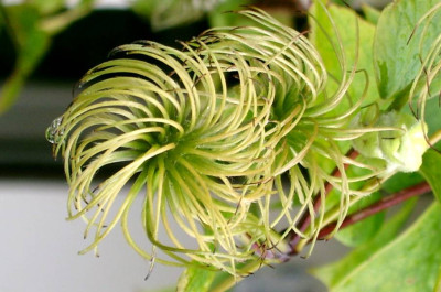 Clematis100.jpg