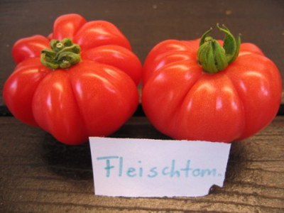Fleischtomate.JPG