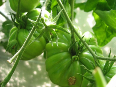 Fleischtomate_1.JPG