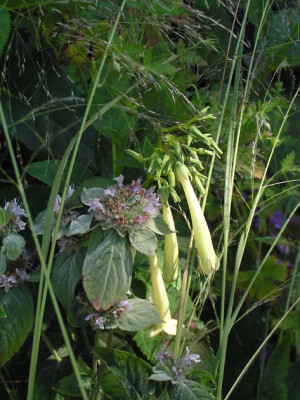 gras_pyg.jpg